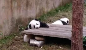 Adventures in China! Pandas